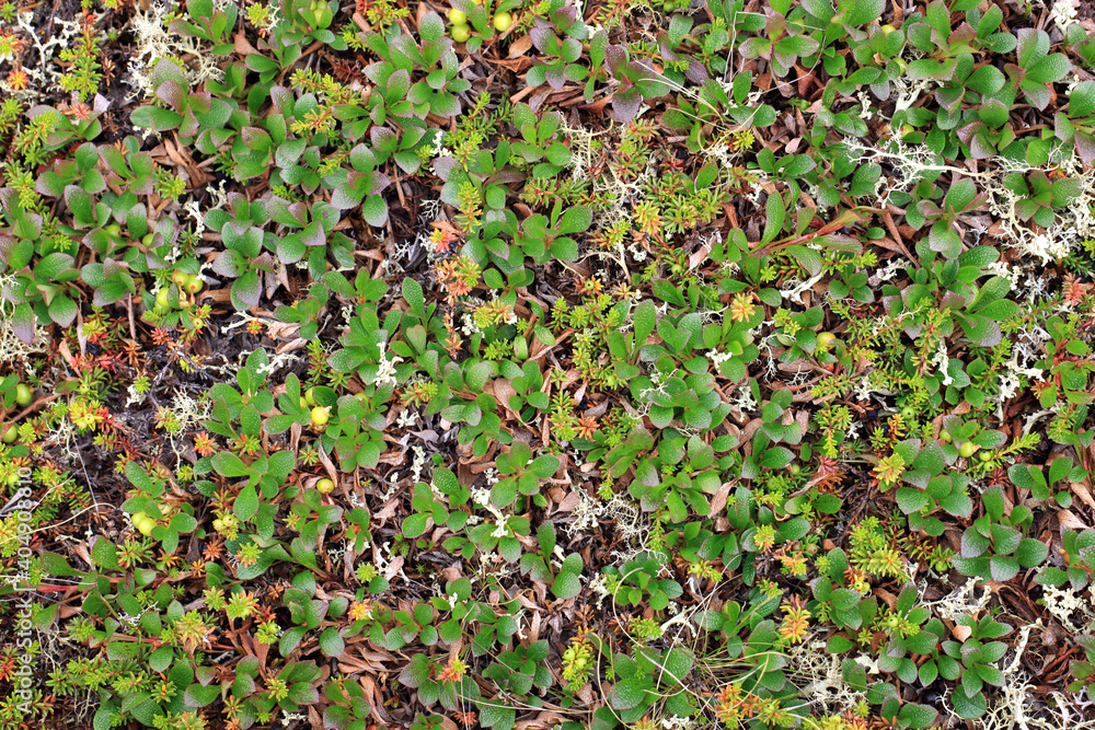 Fototapeta premium Plants of the Arctic zone, green berries. View from above