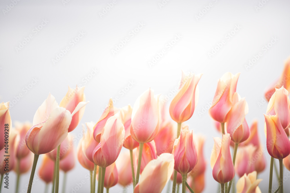 Obraz premium tulips on a white background