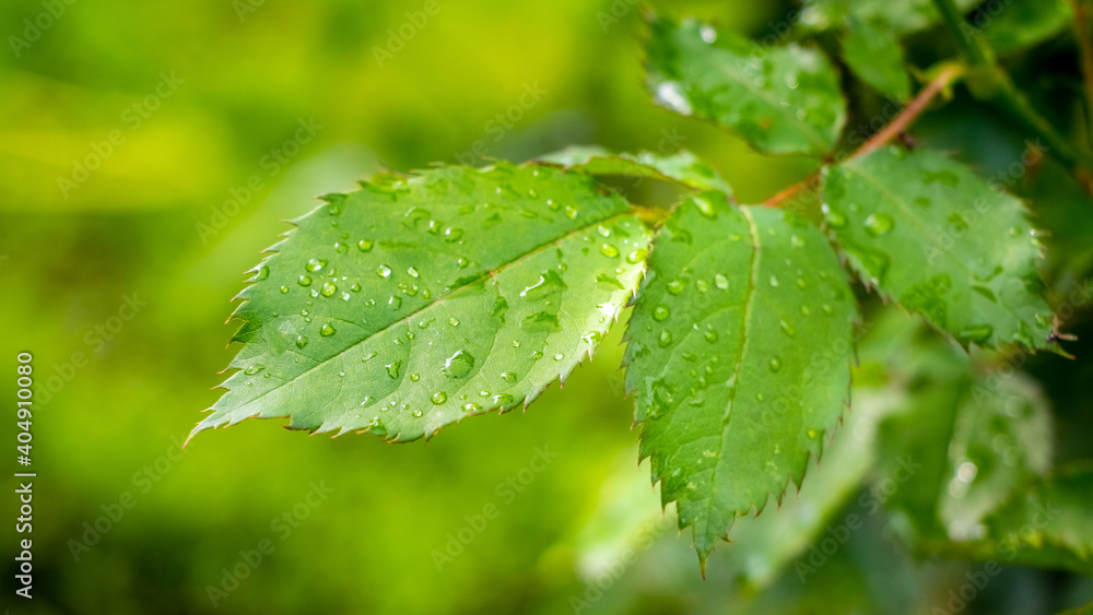 Green rose leaves with raindrops, summer background Green rose leaves with raindrops, summer background