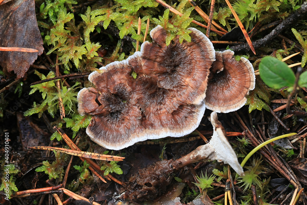 Phellodon tomentosus, also called Hydnum tomentosum, commonly known as Woolly Tooth, wild fungus from Finland