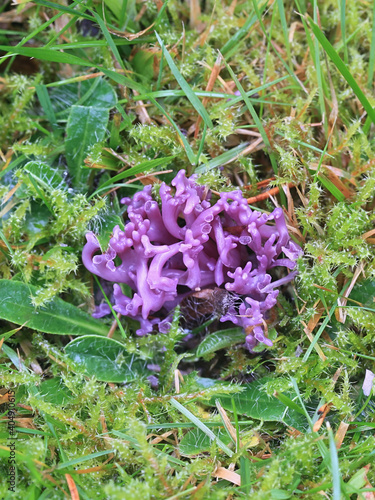 Clavaria zollingeri, also called Clavaria lavandula, commonly known as Violet Coral or the magenta coral, wild fungus from Finland photo