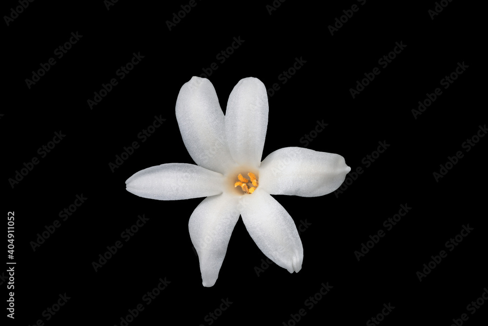 Fototapeta premium Small white hyacinth flower isolated on black background, close-up. Spring flowers.