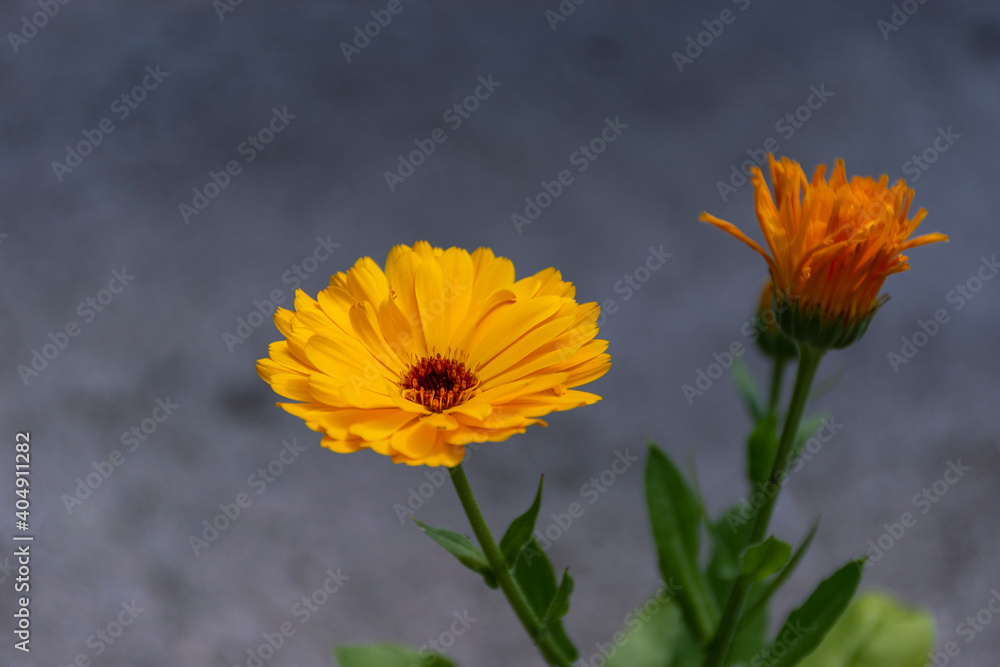 yellow flower in the garden yellow flower in the garden