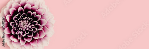 Closeup of dahlia flower on a pink pastel background. Creative banner with copyspace. Springtime delicate concept.