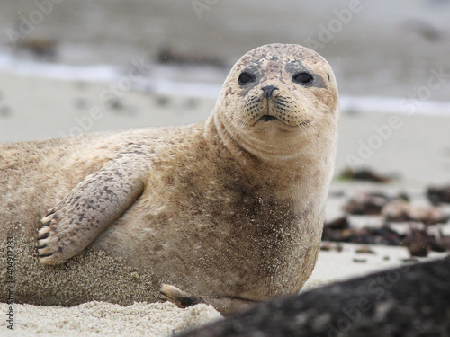 Harbor Seal (Phoca vitulina) on Beach
