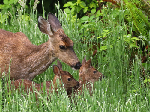 Family of Mule Deer in Grassy Field