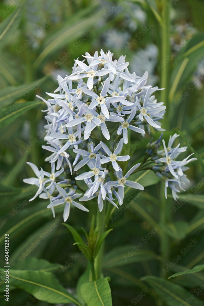 Blue star (Amsonia tabernaemontana). Called Easten bluestar also Blue star (Amsonia tabernaemontana). Called Easten bluestar also