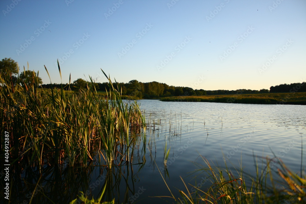 Beautiful landscape on warm, cozy summer evening, lake with ripples on water, on which reeds grow, with green vegetation on banks and tall spreading trees in back against background of blue sky