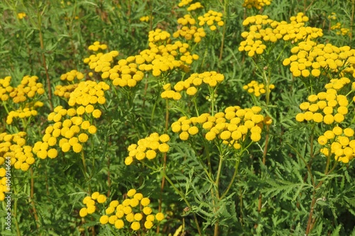 Field of yellow tansy flowers, europe