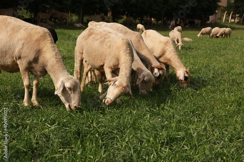peasant shepherd breeding sheep and lambs © Emrah