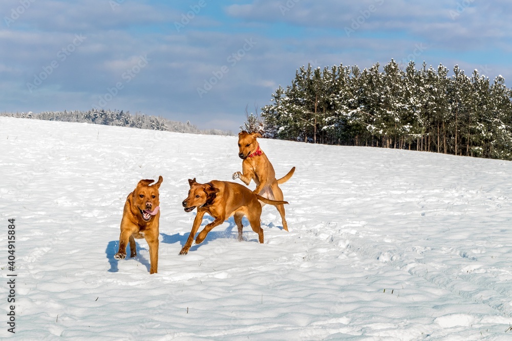 Happy dogs running in the snow. Dog game. Winter fun. Running dog in winter landscape. Happy dogs running in the snow. Dog game. Winter fun. Running dog in winter landscape.