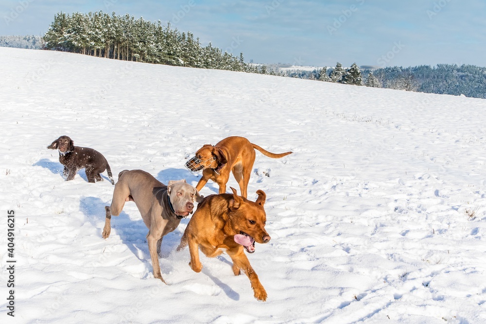 Happy dogs running in the snow. Dog game. Winter fun. Running dog in winter landscape.
