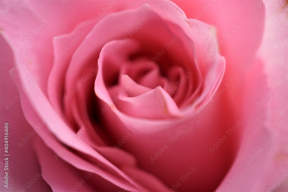 Makroaufnahme einer rosa Rose Makroaufnahme einer rosa Rose