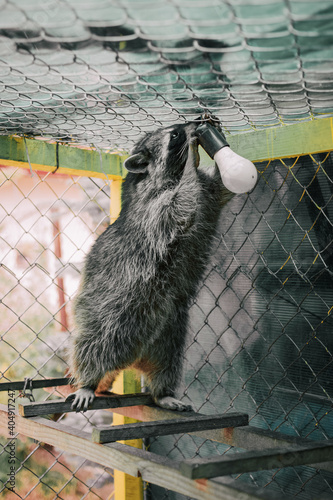 Funny racoon plaing in the  
aviary photo