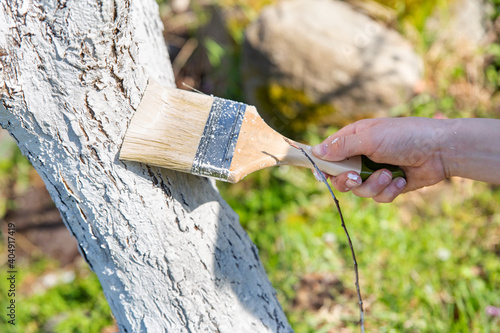 Close-up of a hand covering a tree with white paint for protection from rodents, insects, pests, spring gardening, whitewashed trees. Gardening and people concept.