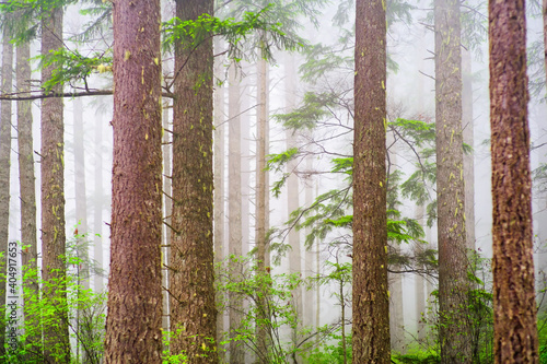 Forest under fog