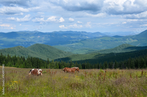 Horses graze in a high-land pasture against the background of the Carpathian mountains in the summer. © Dmytro