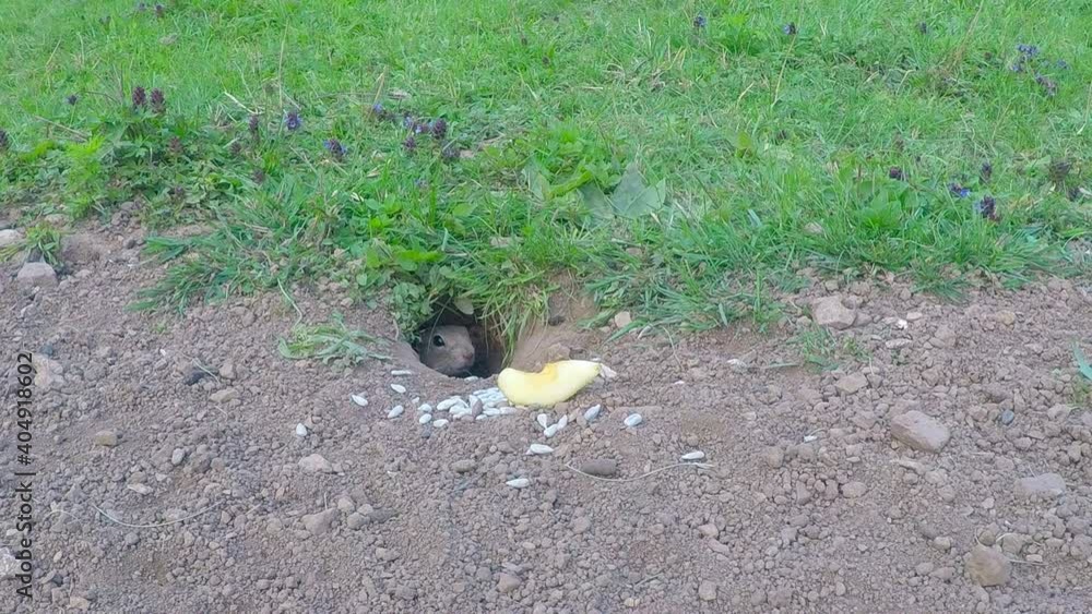 A ground squirrel feeds on a sunflower in a field.
A ground squirrel feeds on a sunflower in a field.