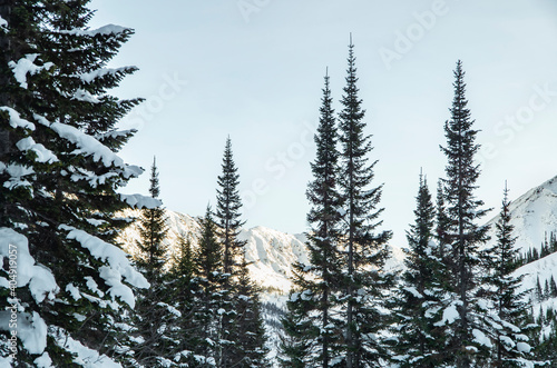 Winter in a snowy forest