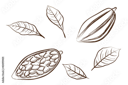 Tropical cacao seeds. Hand drawn sketch style.