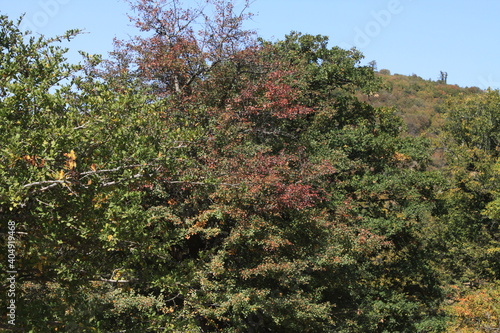 Caspian Hyrcanian mixed forests