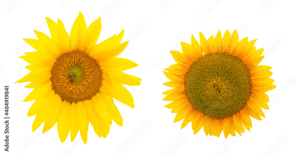 Two sunflowers on a white background, isolated heads of sunflowers Two sunflowers on a white background, isolated heads of sunflowers