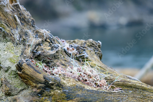 rotten wood in a riverside forest in the austrian national park donauauen near stopfenreuth photo