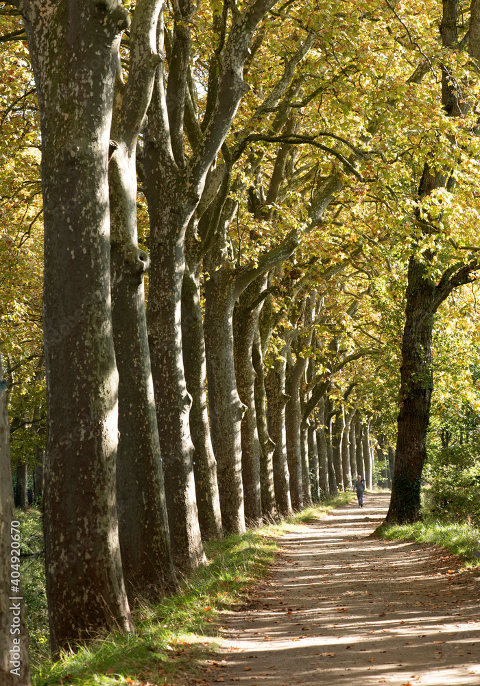 Obraz premium Promenade au bord du canal du Midi Toulouse