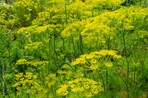 dill in the garden against the blue sky © Foto_Verba