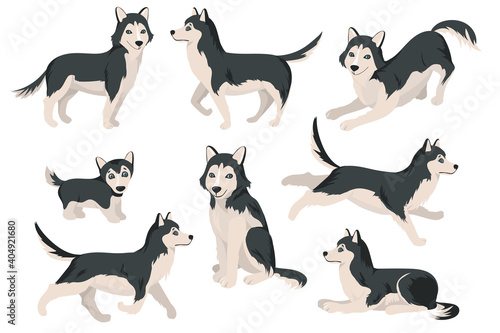 Cute husky dog in different poses flat set for web design. Cartoon funny Siberian puppies sitting, standing, running isolated vector illustration collection. Domestic animals and pets concept