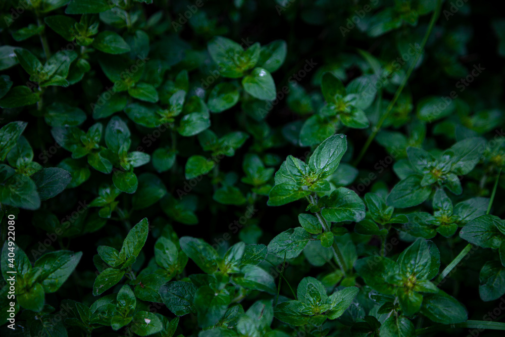 Green leafy mint background. Peppermint - grows in the garden on a flower bed, used in cooking. To grow a fragrant plant. Natural leaf, green background. Green leafy mint background. Peppermint - grows in the garden on a flower bed, used in cooking. To grow a fragrant plant. Natural leaf, green background.