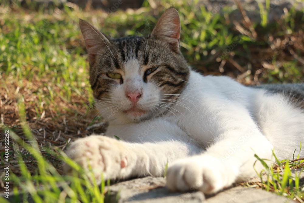 street cat enjoying the sun