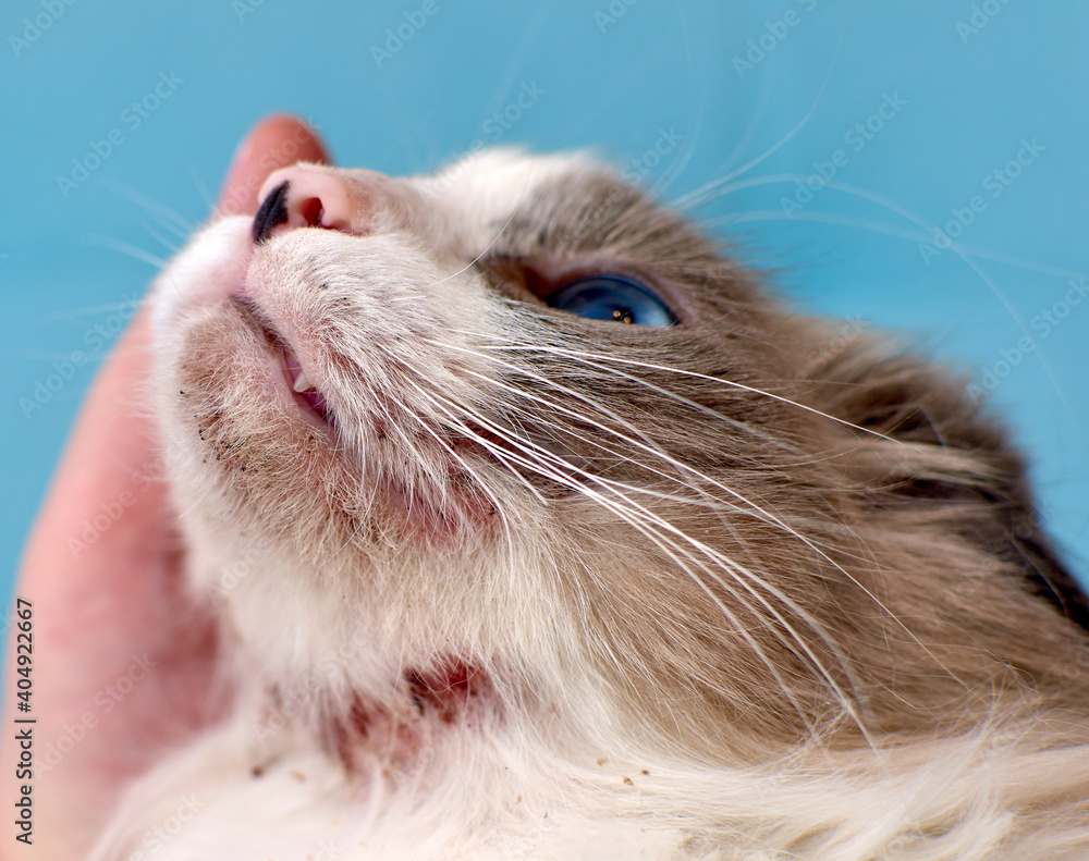 Allergic skin diseases in domestic cats. cat's wound from dermatitis. Skin diseases in cats. Cat pimples. Atypical dermatitis in a domestic cat. Feline Allergies in Cats