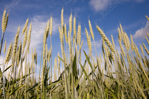 Wheat ears against the blue sky in Sunny weather in summer.