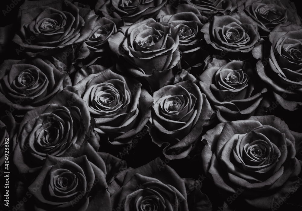Fototapeta Background from black roses. Greeting card for the holiday. Bouquet of black roses