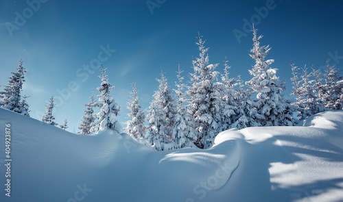 Wonderful wintry landscape. Winter mountain forest. frosty trees under warm sunlight. picturesque nature scenery. creative artistic image. Nature background. winter holiday day. Christlmas concept