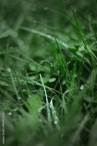 Fresh morning dew at dawn. Close-up with natural soft focus of green blades of grass with transparent water drops in the meadow. Panoramic spring nature background. Bokeh lens photography