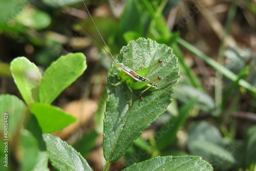 Valokuva Green tropical grasshopper on a leaf