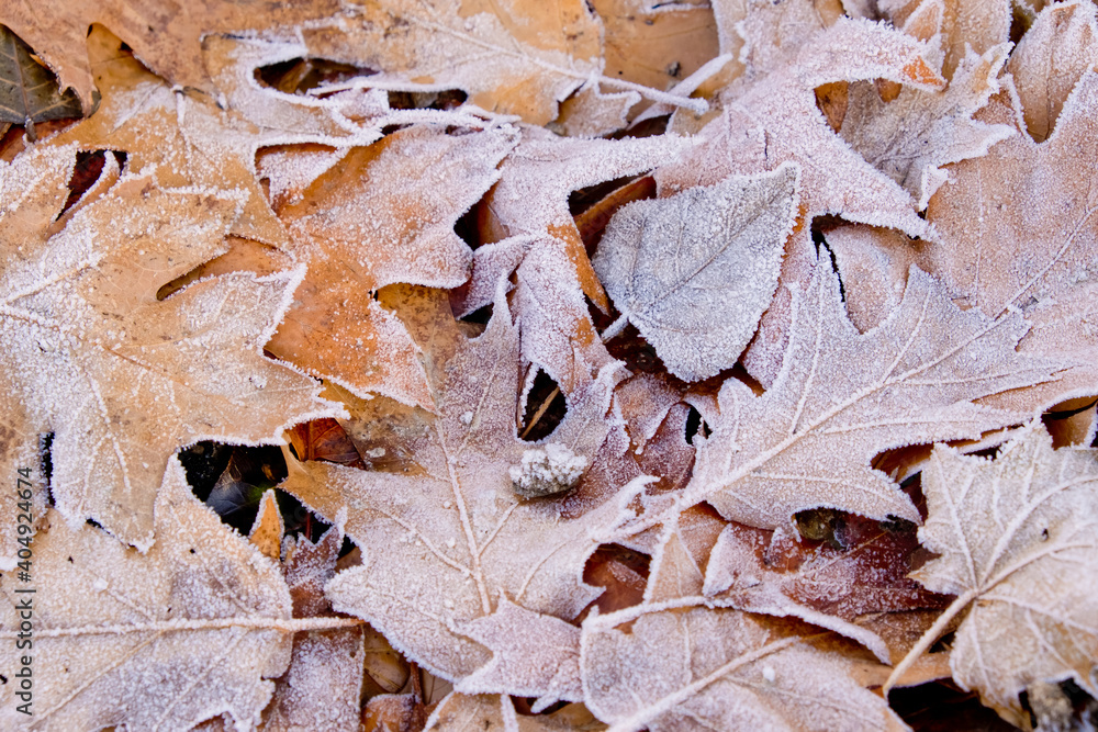 Frost on fallen oak leaves. Frost on fallen oak leaves.
