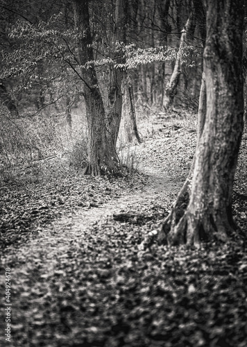 Pathway in the forest in wi...