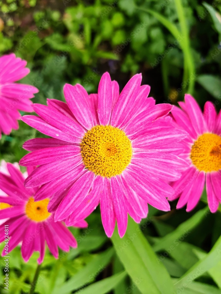 pink flowers bloom in summer pink flowers bloom in summer