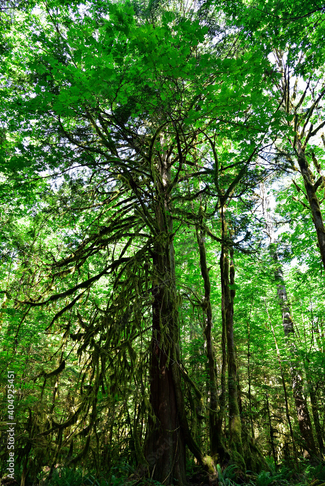 Fototapeta premium Mystical View of the Rain Forest, Alice Lake Provincial Park, Squamish, North of Vancouver, British Columbia, Canada.
