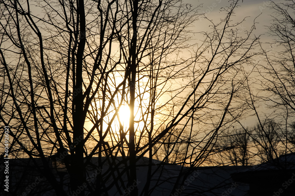 Silhouette of trees against the winter sunset as a natural background or texture Silhouette of trees against the winter sunset as a natural background or texture