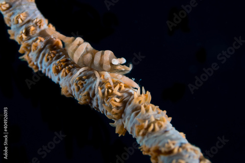 Whip coral shrimp with black background - Pontonides anker