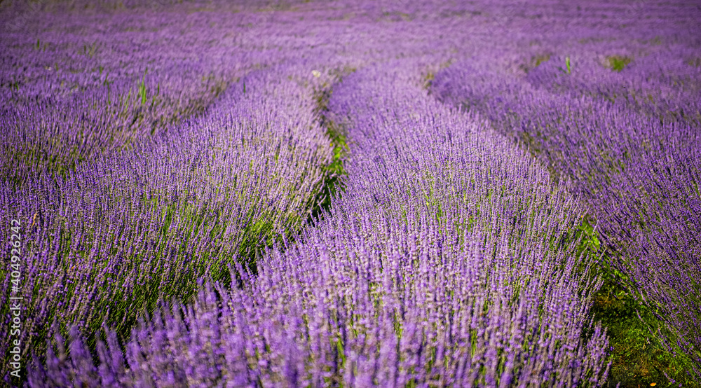 Obraz premium Nice lavender field in Hungary