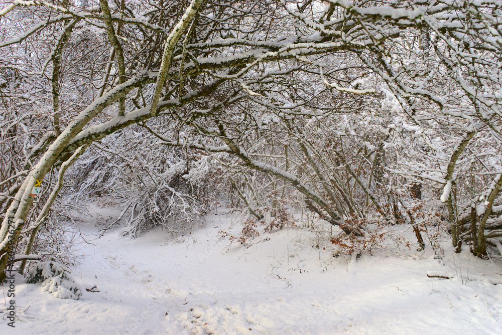 forest, snowy winter landscape in Auvergne, Puy-de-Dome forest, snowy winter landscape in Auvergne, Puy-de-Dome