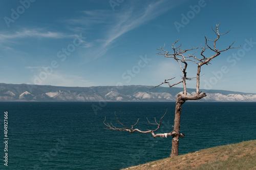 Dry tree with branches on the high shore of Lake Baikal © Oksy001