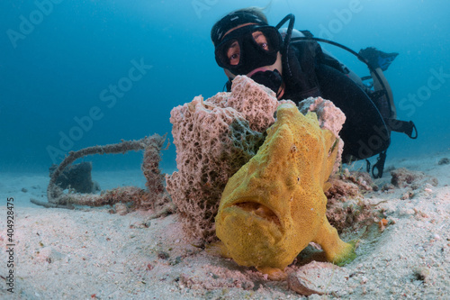 Scuba diver posing with giant frogfish on coral reef - Antennarius commerson photo