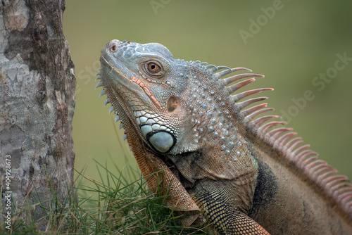 Close up portrait of common iguana © DS light photography