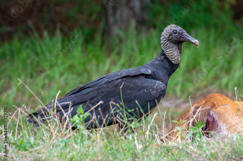 Black Vulture Feeding